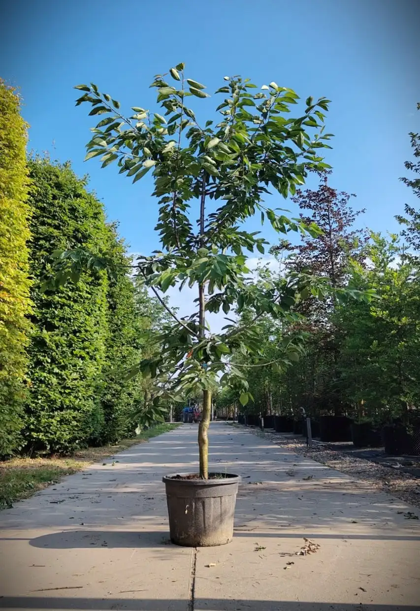 Kersenboom 'Kordia' | Halfstam