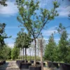 Pruimenboom 'Opal' | Hoogstam