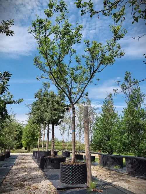 Pruimenboom 'Opal' | Hoogstam