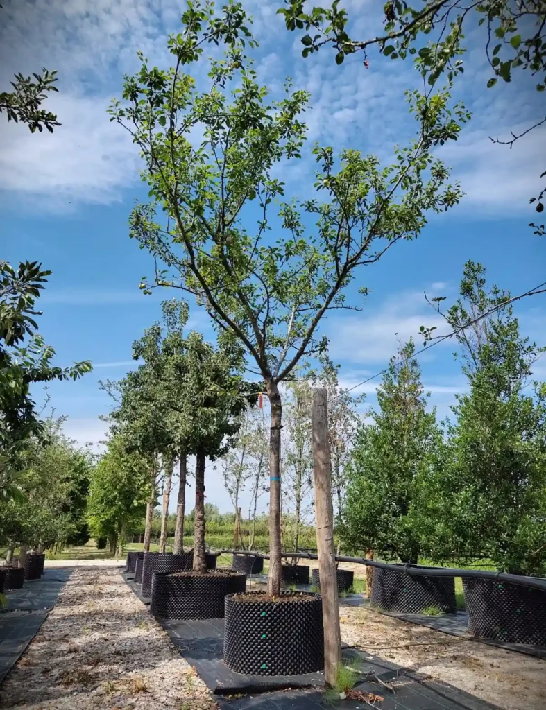 Pruimenboom 'Opal' | Hoogstam