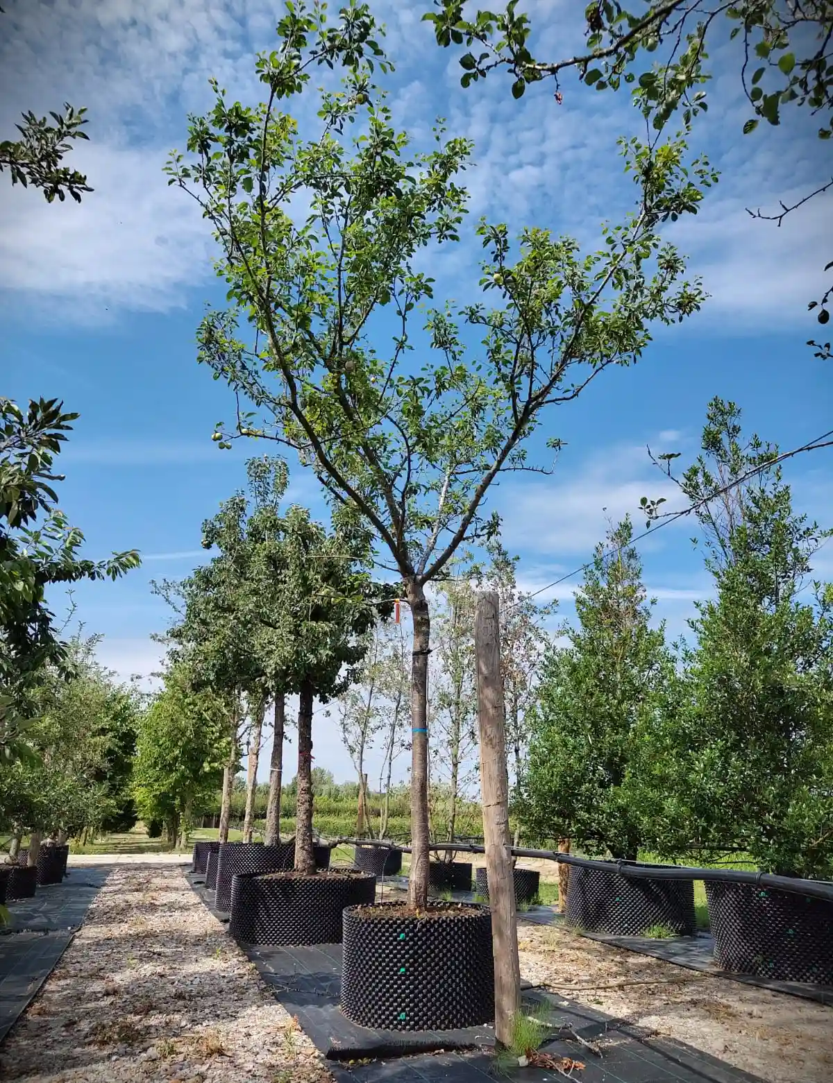 Pruimenboom 'Opal' | Hoogstam