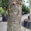 Japanse sierkers 'Pink perfection' | Hoogstam