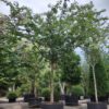 Japanse sierkers 'Pink perfection' | Hoogstam