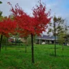 Japanse sierkers 'Sargent' | Op stam