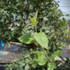 Perenboom Saint Rémy | Hoogstam