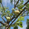 Pruimenboom 'Opal' | Hoogstam