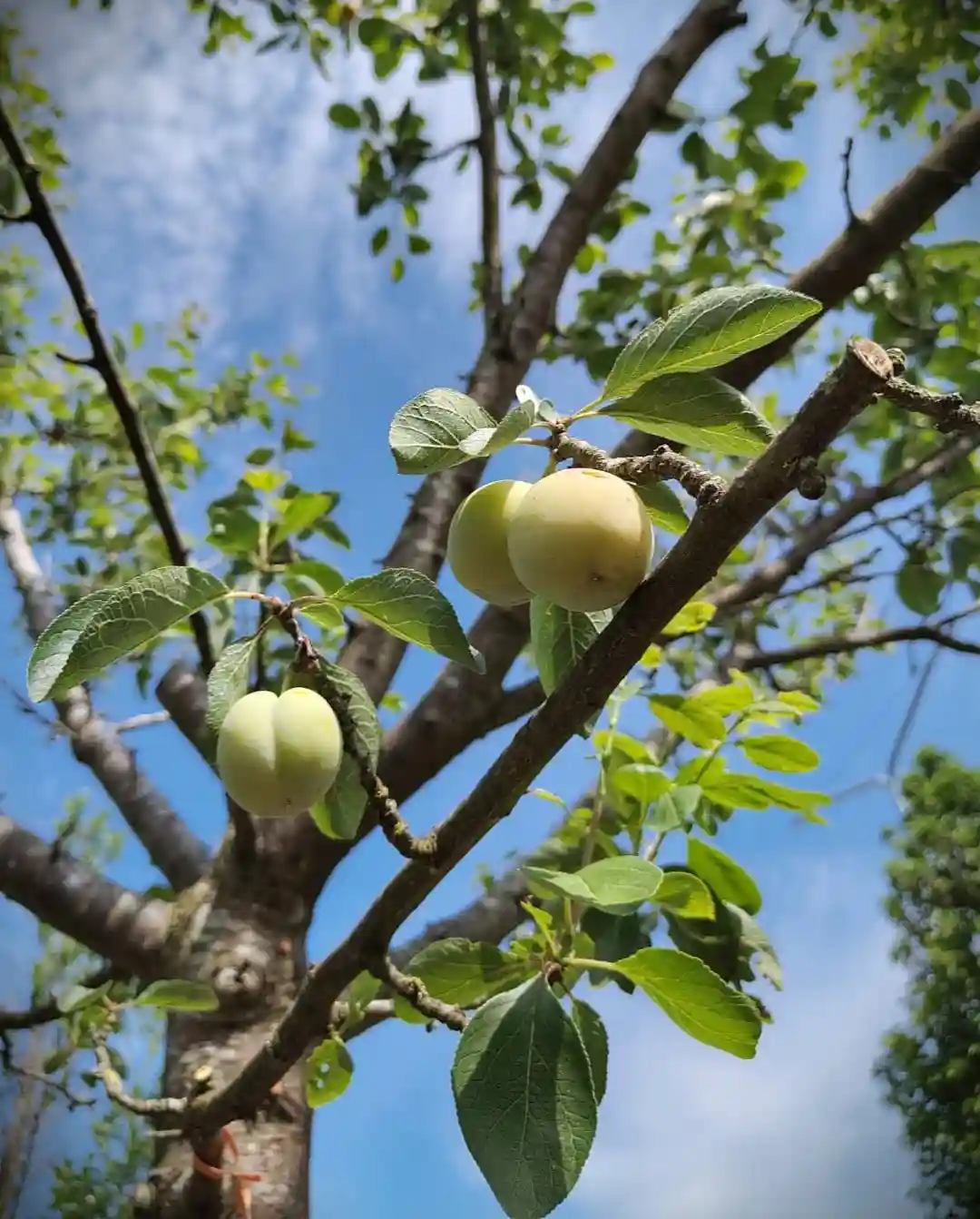 Pruimenboom 'Opal' | Hoogstam