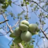 Pruimenboom 'Reine Claude d'Althan' | Hoogstam