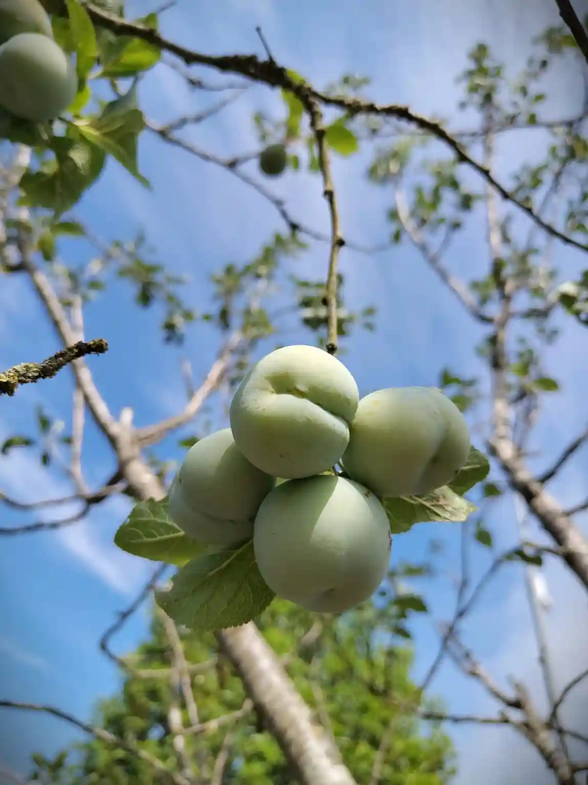 Pruimenboom 'Reine Claude d'Althan' | Hoogstam