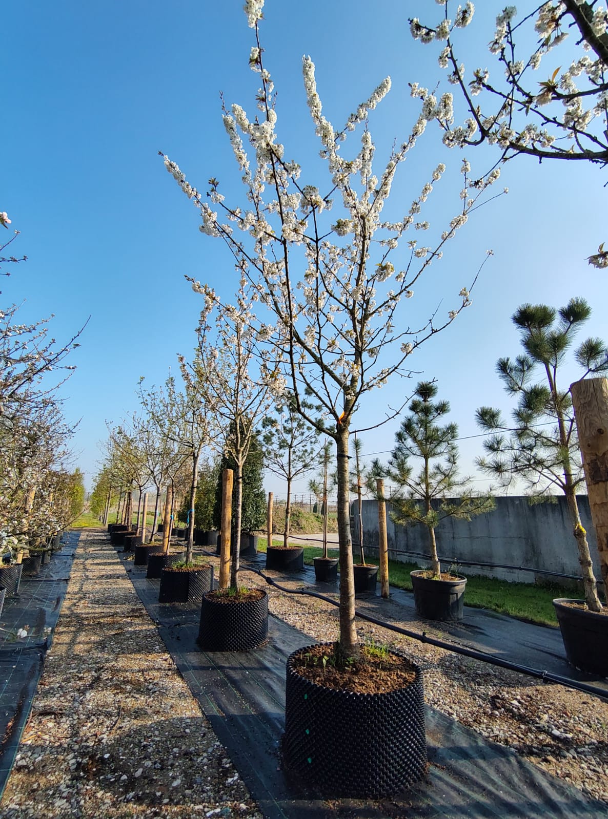 Kersenboom 'Kordia' | Hoogstam