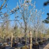 Kersenboom 'Kordia' | Hoogstam
