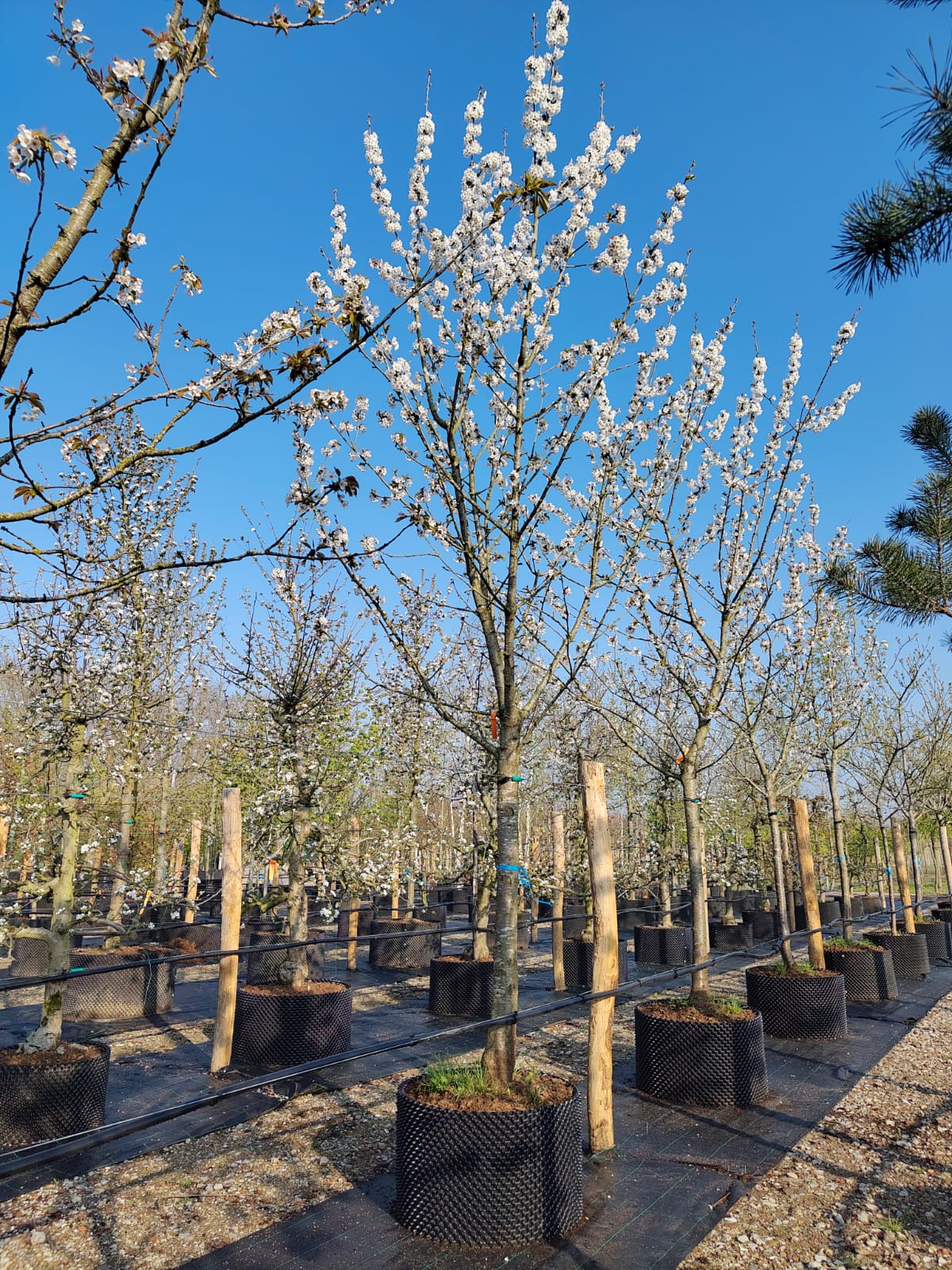 Kersenboom 'Kordia' | Hoogstam