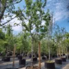 Kersenboom 'Kordia' | Hoogstam