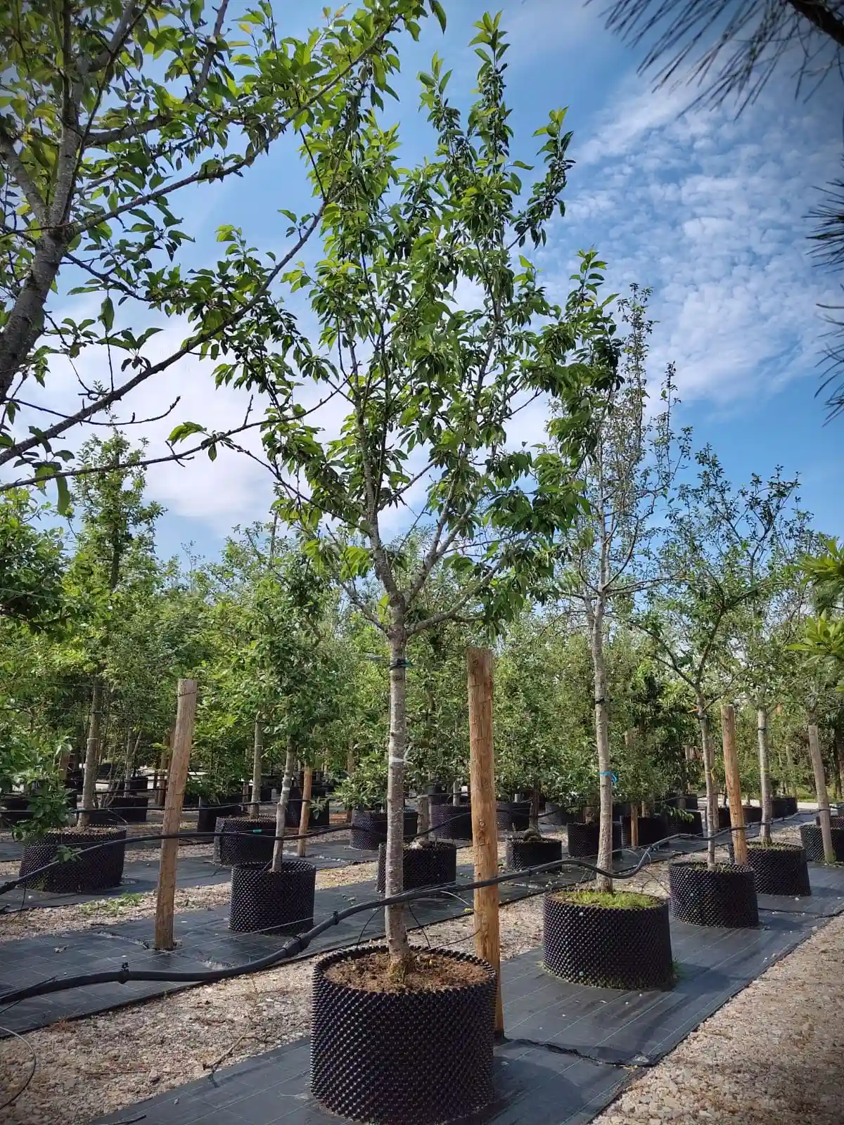 Kersenboom 'Kordia' | Hoogstam