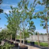 Kersenboom 'Kordia' | Hoogstam