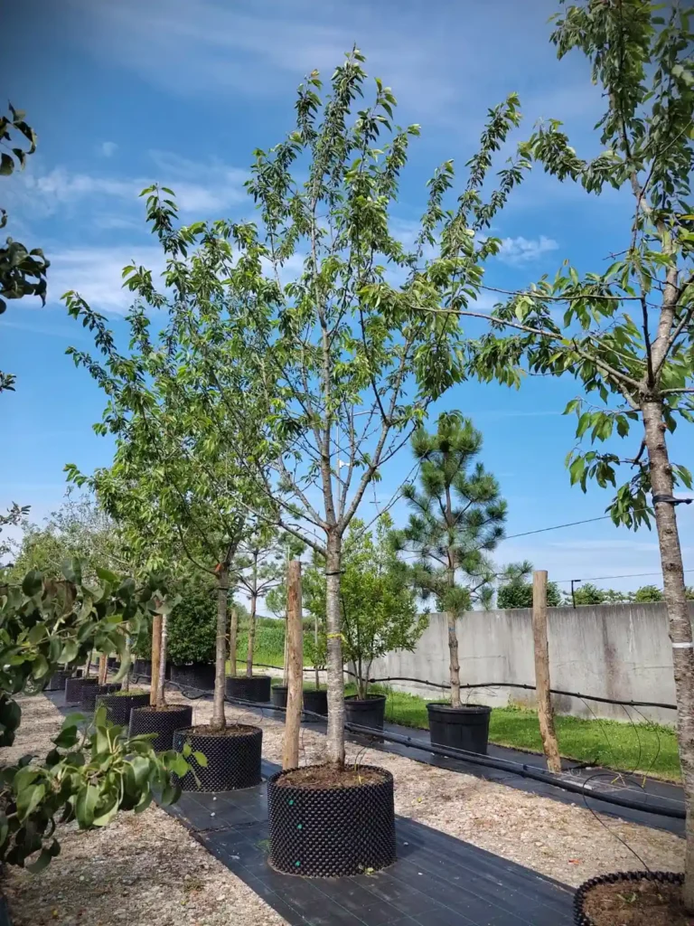 Kersenboom 'Kordia' | Hoogstam