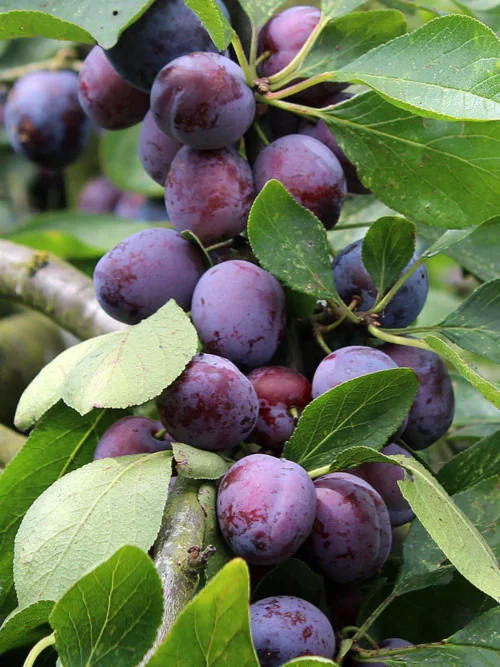Pruimenboom 'Victoria' | Hoogstam