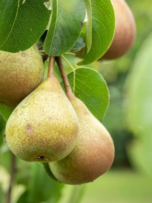 Noorse Esdoorn 'Eurostar' | Hoogstam