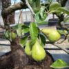 Perenboom Triomphe de Vienne | Laagstam