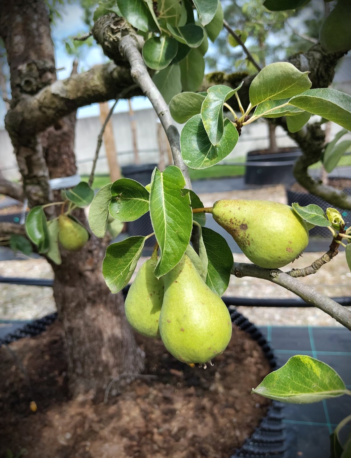 Perenboom Triomphe de Vienne | Laagstam