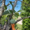 Pruimenboom 'Reine Claude d'Althan' | Hoogstam