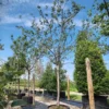 Pruimenboom 'Reine Claude d'Althan' | Hoogstam