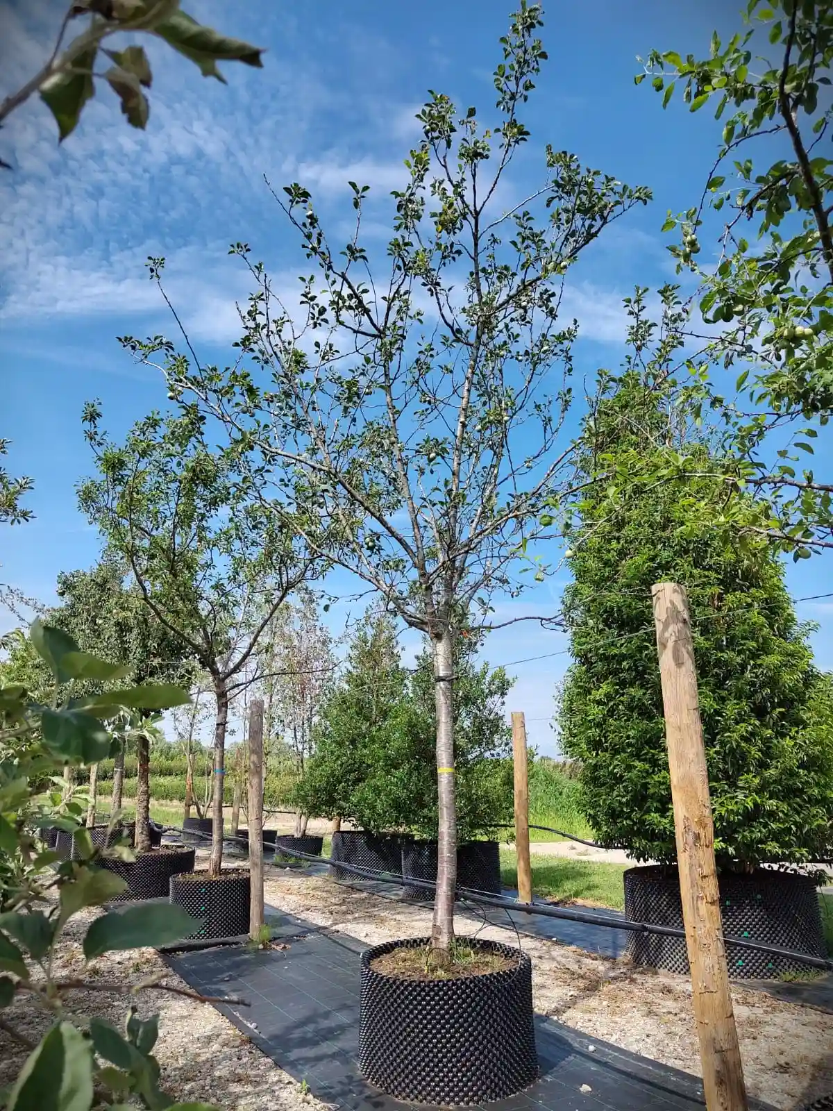 Pruimenboom 'Reine Claude d'Althan' | Hoogstam