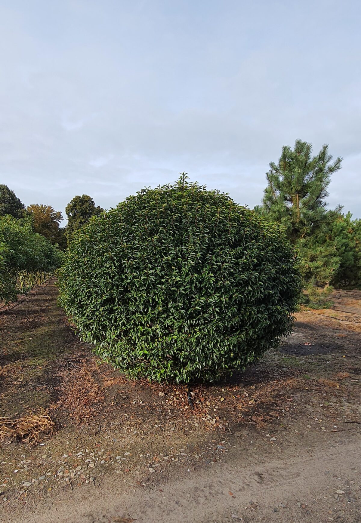 Portugese laurierkers | Bol