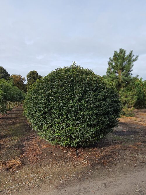 Portugese laurierkers | Bol
