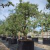 Perenboom Triomphe de Vienne | Laagstam