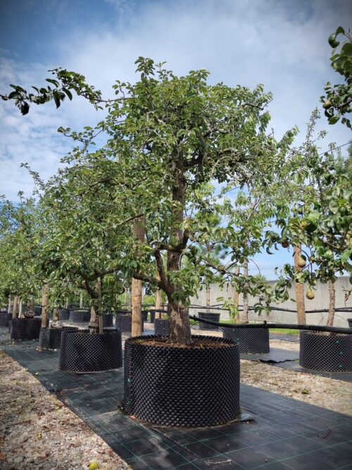 Perenboom Triomphe de Vienne | Laagstam