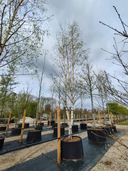 Ruwe berk | Halfstam