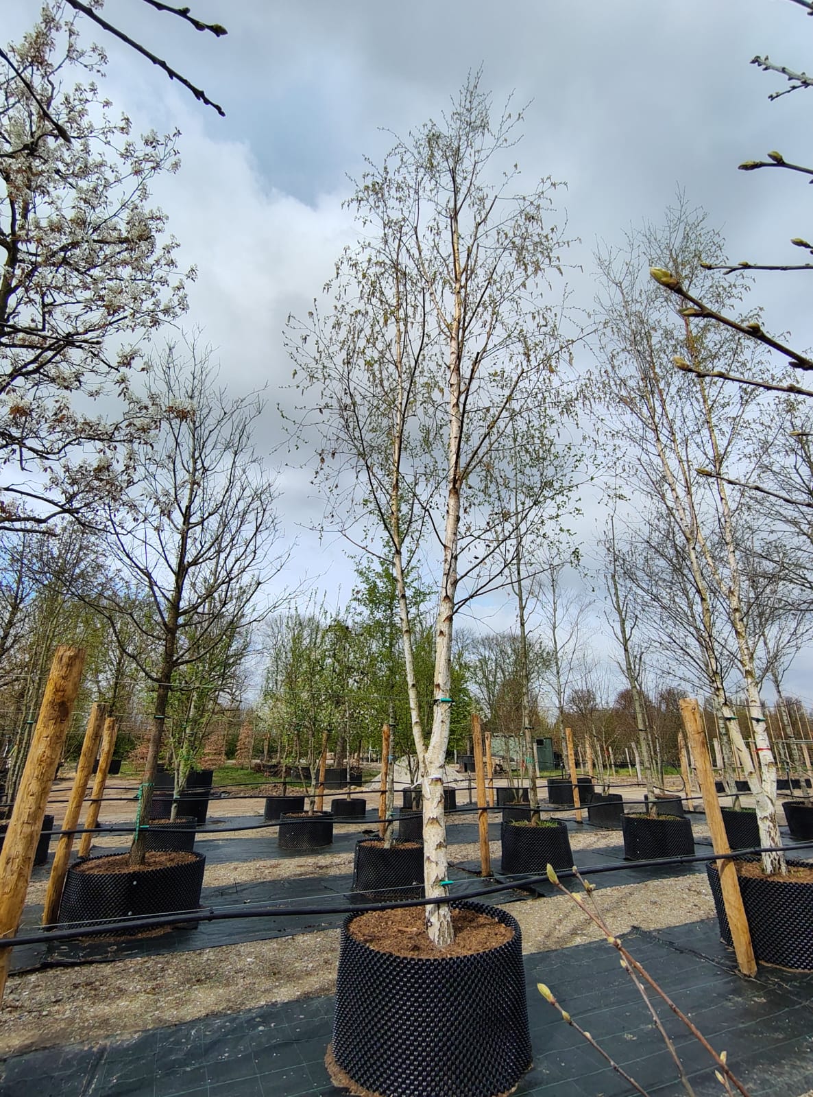 Ruwe berk | Halfstam