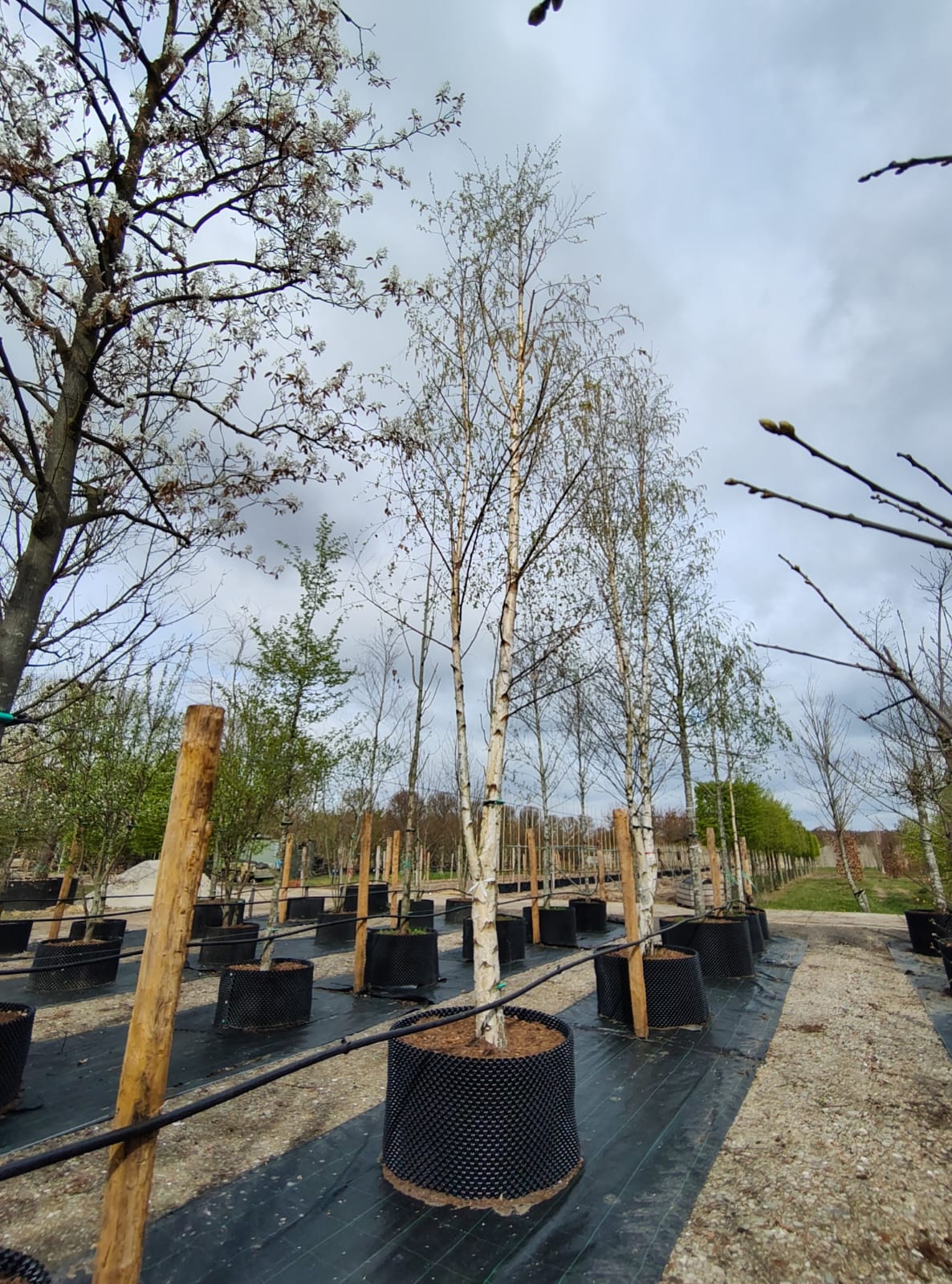 Ruwe berk | Halfstam