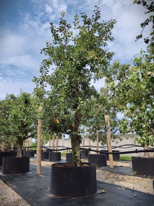 Perenboom Saint Rémy | Laagstam