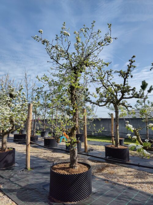 Perenboom Saint Rémy | Laagstam