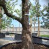 Perenboom Triomphe de Vienne | Laagstam