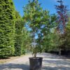 Stermagnolia 'Royal Star' | Meerstammig