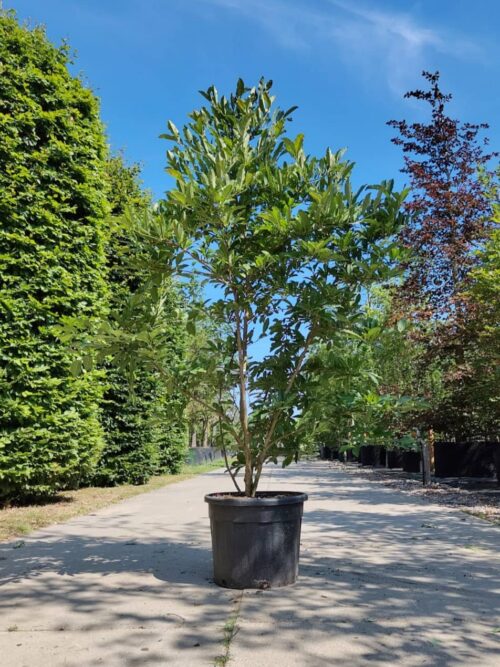 Stermagnolia 'Royal Star' | Meerstammig