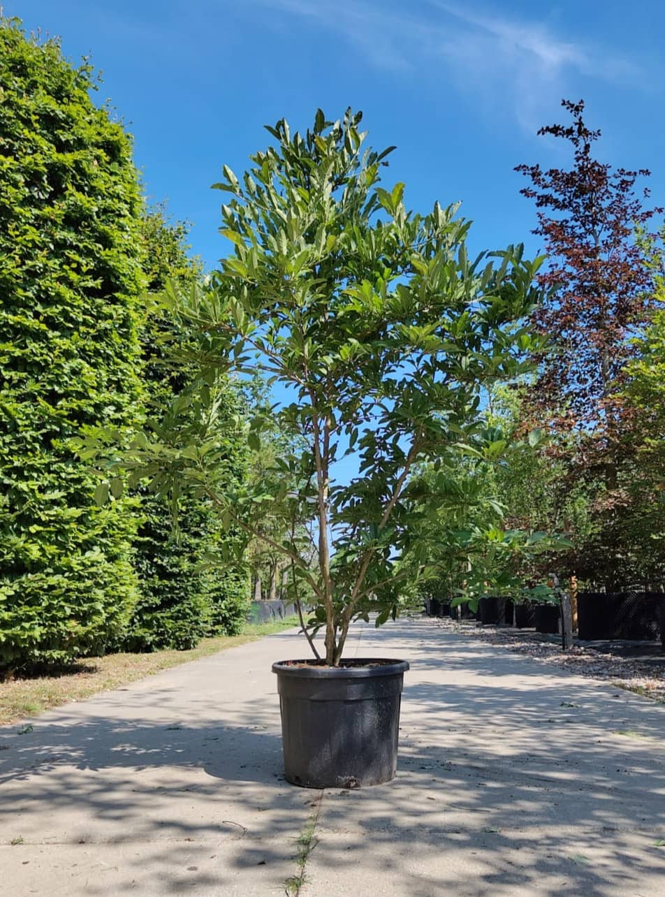 Stermagnolia 'Royal Star' | Meerstammig