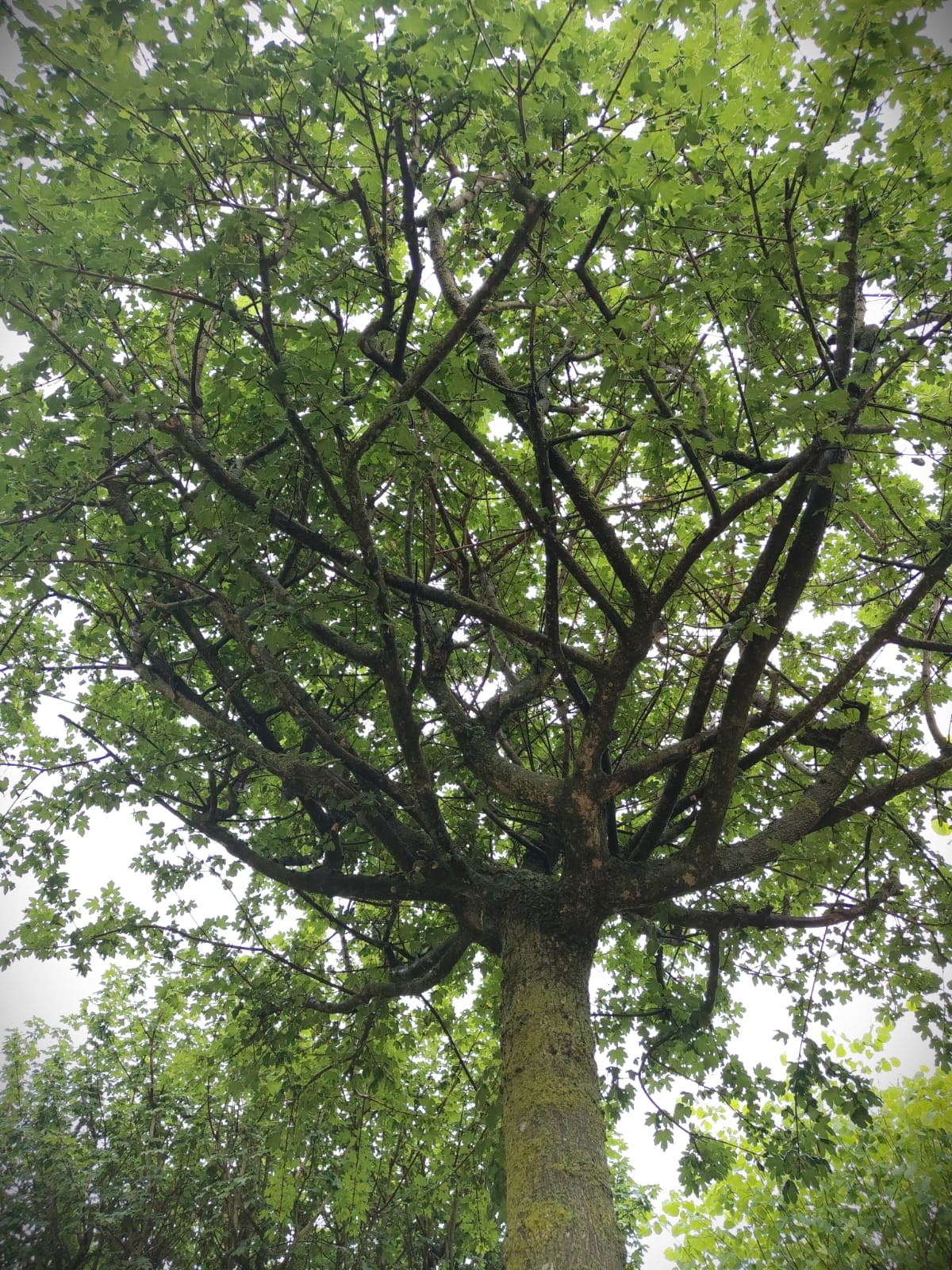 Veldesdoorn | Dakvorm