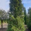 Taxus | Haagplant