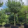 Veldesdoorn | Dakvorm