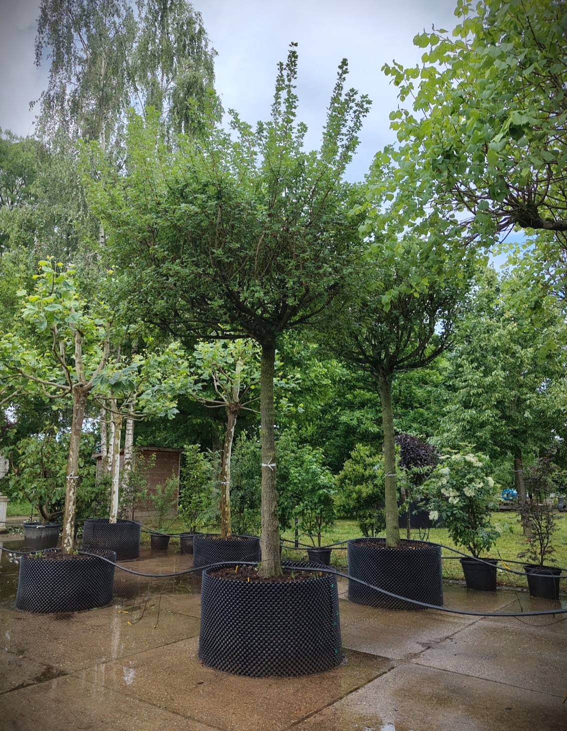 Veldesdoorn | Dakvorm