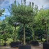Veldesdoorn | Dakvorm