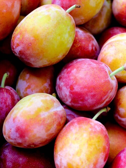 Appelboom 'James Grieve' | Halfstam