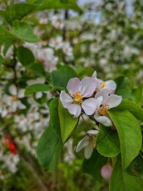 Appelboom 'James Grieve' | Halfstam
