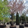 Japanse sierkers 'Pink perfection' | Hoogstam