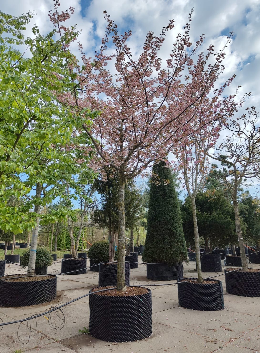 Japanse sierkers 'Pink perfection' | Hoogstam
