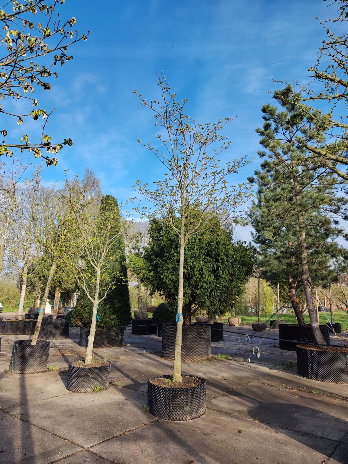 Reuzenkornoelje | Hoogstam